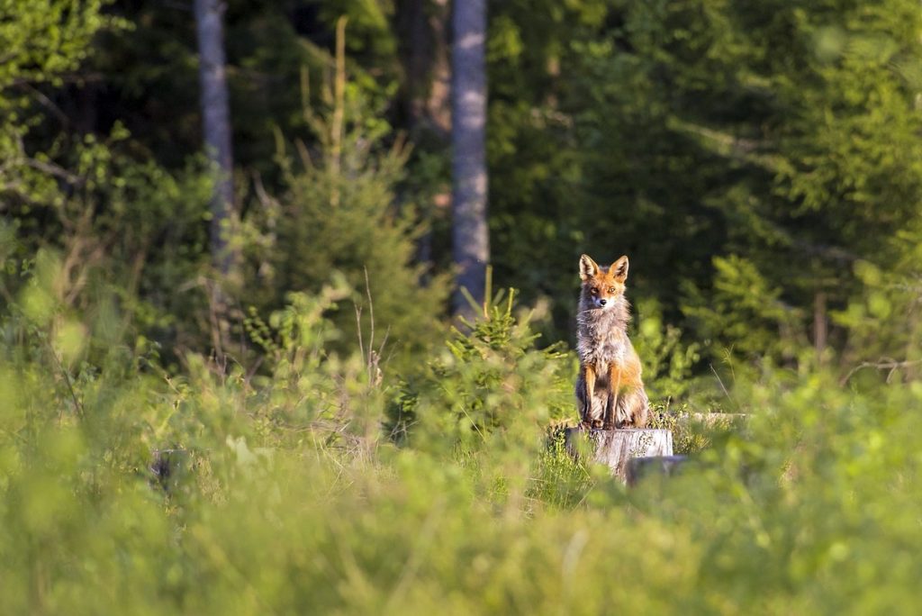red-fox-4808560_1280.-Erik-Karitsjpg-3 red-fox-4808560_1280.-Erik-Karitsjpg-3