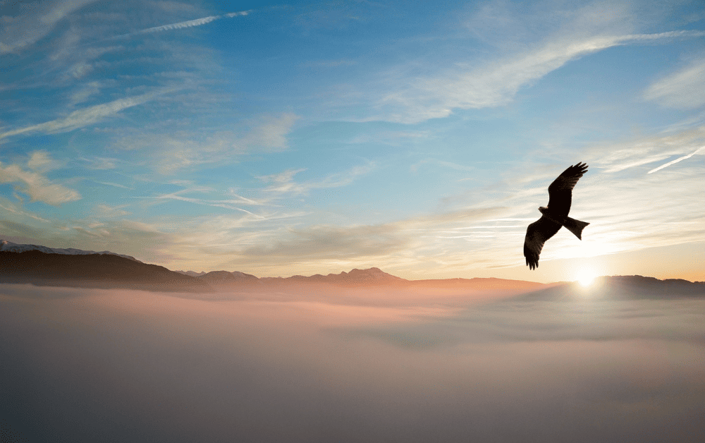 Eagle-soaring-MCHCT Eagle-soaring-MCHCT